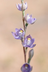 Thelymitra alcockiae
