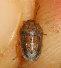 Neottiglossa bifida