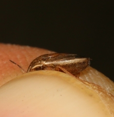 Neottiglossa bifida