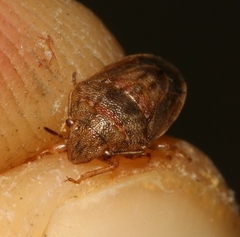 Neottiglossa bifida