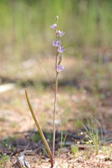 Thelymitra alcockiae