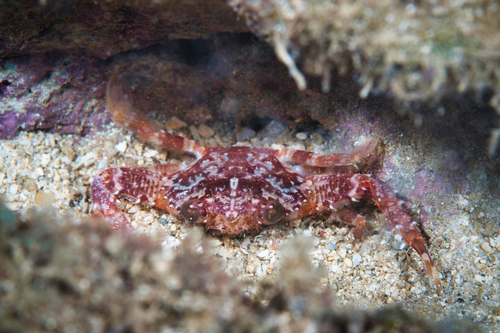 Lupocyclus quinquedentatus, 2021-10-01