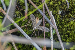 Amphineurus