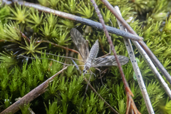 Amphineurus