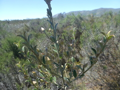 Podalyria microphylla