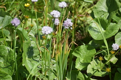 Allium ledebourianum