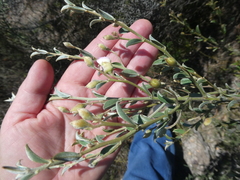 Podalyria microphylla