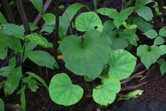 Nervilia concolor