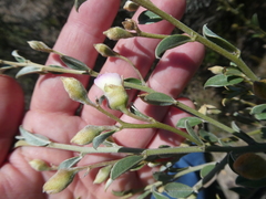 Podalyria microphylla