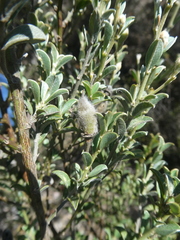 Podalyria microphylla