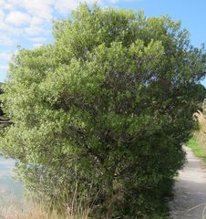 Pittosporum colensoi