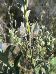 Podalyria microphylla