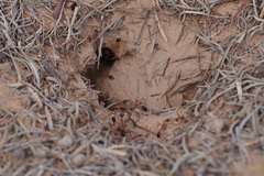 Myrmecia desertorum