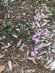 Boronia ovata