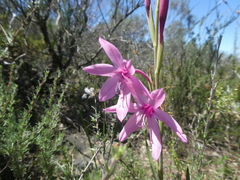 Watsonia strictiflora