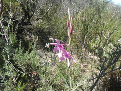 Watsonia strictiflora