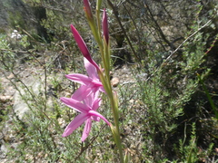 Watsonia strictiflora