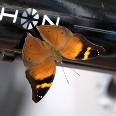 Doleschallia bisaltide