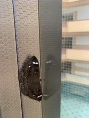 Erebus hieroglyphica