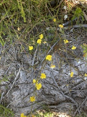 Goodenia dimorpha