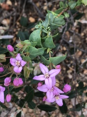 Boronia ovata