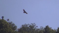 Nisaetus nipalensis