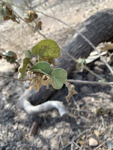 Ragged mallow (Abutilon pannosum)