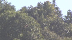 Nisaetus nipalensis
