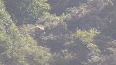 Nisaetus nipalensis