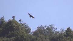 Nisaetus nipalensis