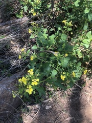 Goodenia grandiflora
