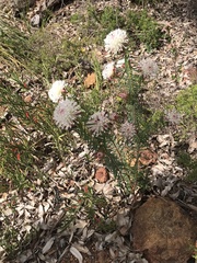 Pimelea spectabilis