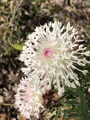 Pimelea spectabilis
