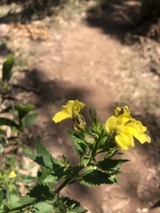 Goodenia grandiflora