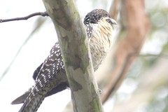 Eudynamys orientalis cyanocephalus