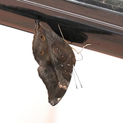 Doleschallia bisaltide