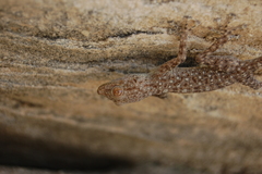 Ptyodactylus guttatus