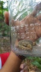 Aristelliger praesignis