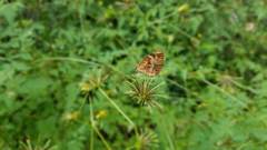 Nymphalidae