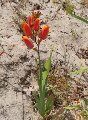 Image of Ixia calendulacea by (c) linkie, some rights reserved (CC BY)