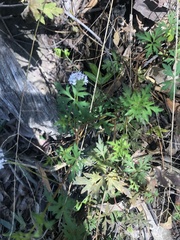 Trachymene procumbens
