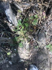 Trachymene procumbens