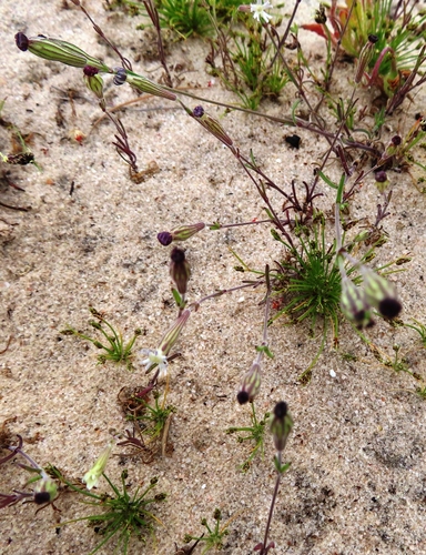 Image of Silene aethiopica by (c) linkie, some rights reserved (CC BY)