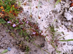 Limonium scabrum