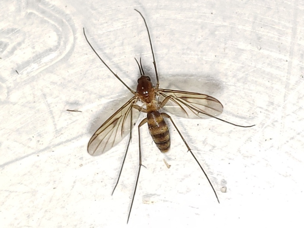 Lyprauta