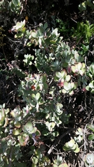 Cotyledon woodii