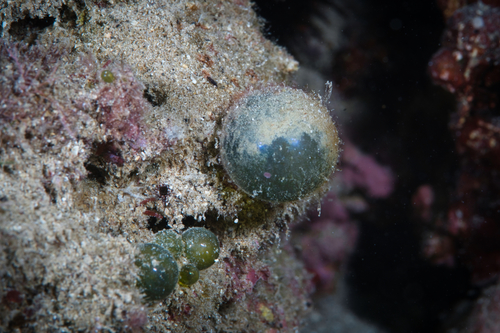 Valonia ventricosa observed 2021-10-02