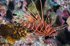 Pterois sphex