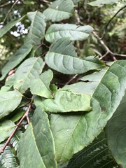 Ilex micrococca