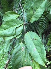 Ilex micrococca